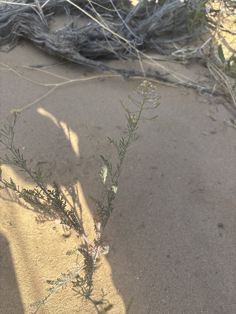 Descurainia pinnata subsp. ochroleuca photo 3