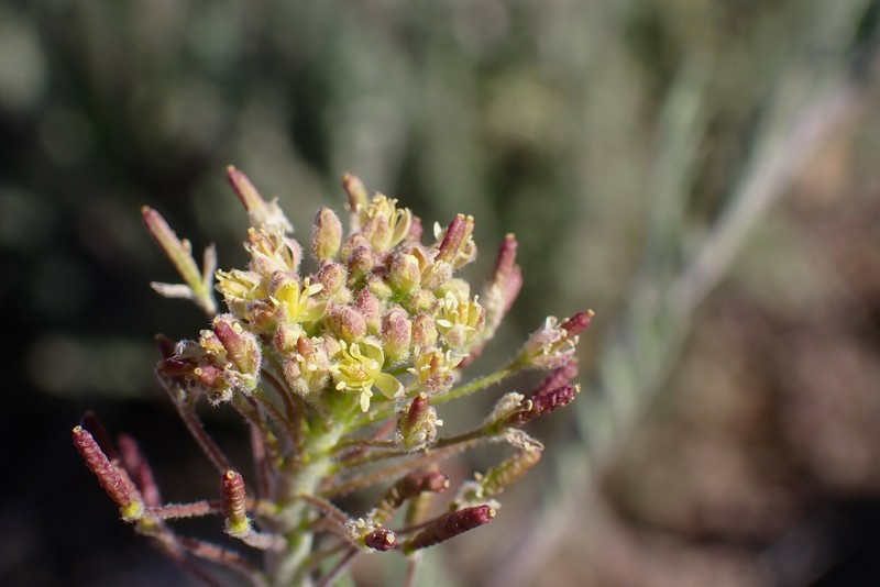 Descurainia pinnata subsp. ochroleuca photo 4