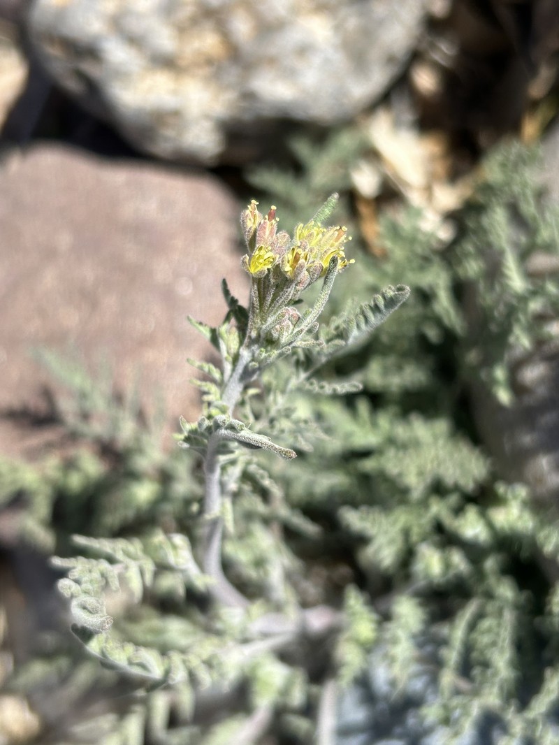 Descurainia pinnata subsp. ochroleuca photo 5