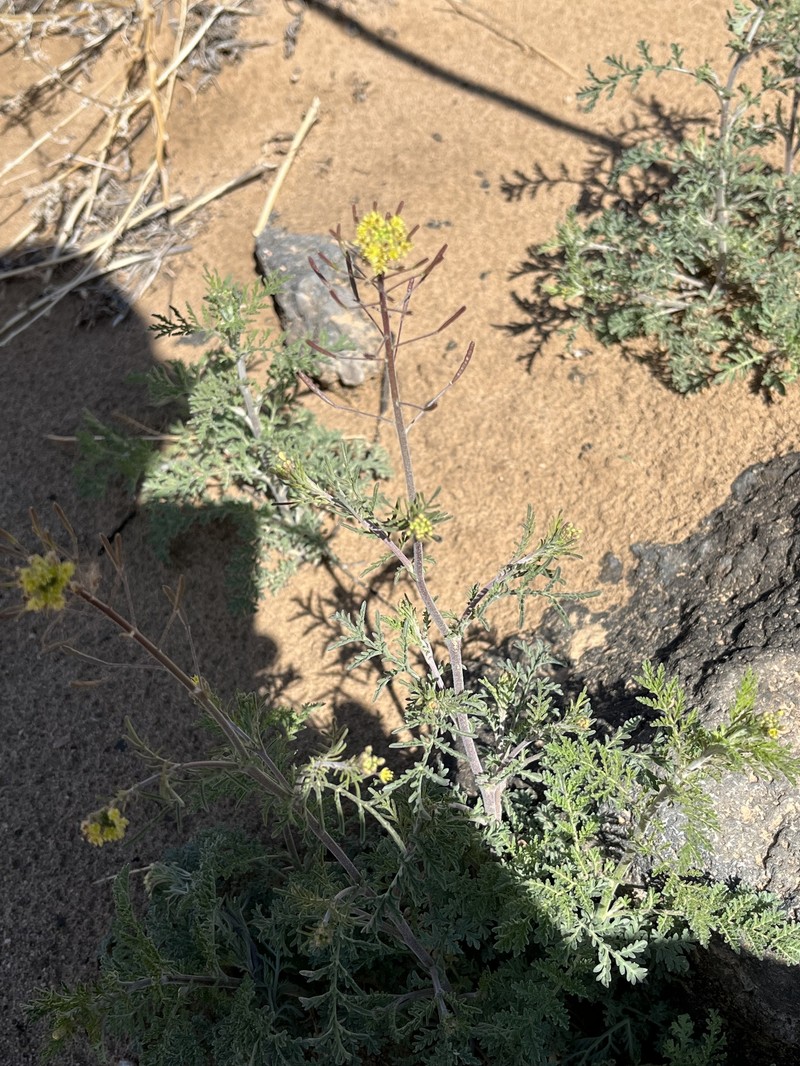 Descurainia pinnata subsp. ochroleuca photo 6