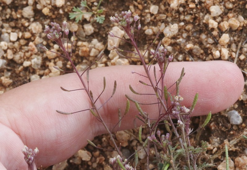 Descurainia pinnata subsp. ochroleuca photo 7