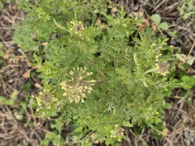 Descurainia pinnata subsp. pinnata