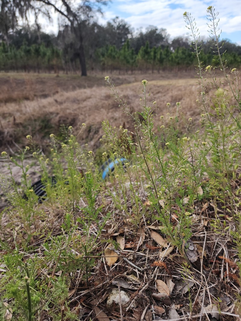 Descurainia pinnata subsp. pinnata photo 2