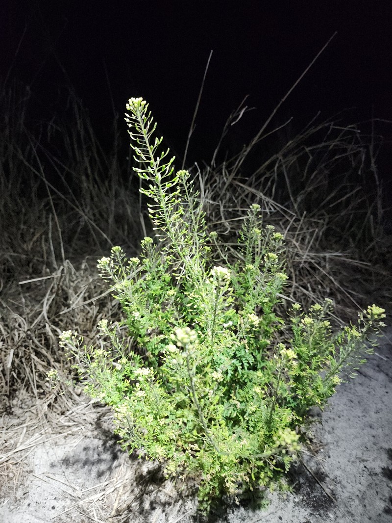 Descurainia pinnata subsp. pinnata photo 3