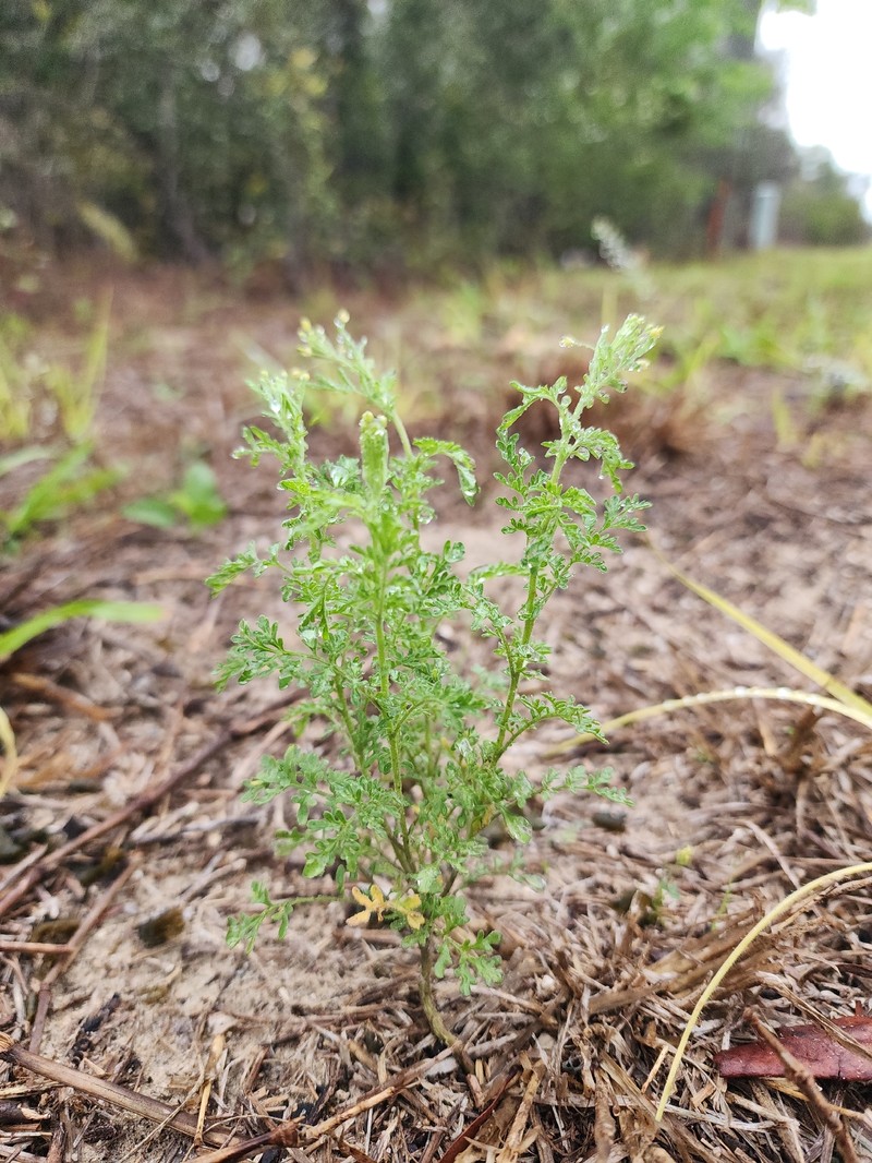 Descurainia pinnata subsp. pinnata photo 4