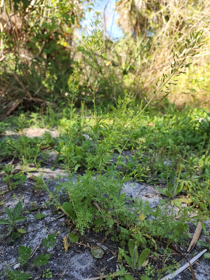 Descurainia pinnata subsp. pinnata photo 5