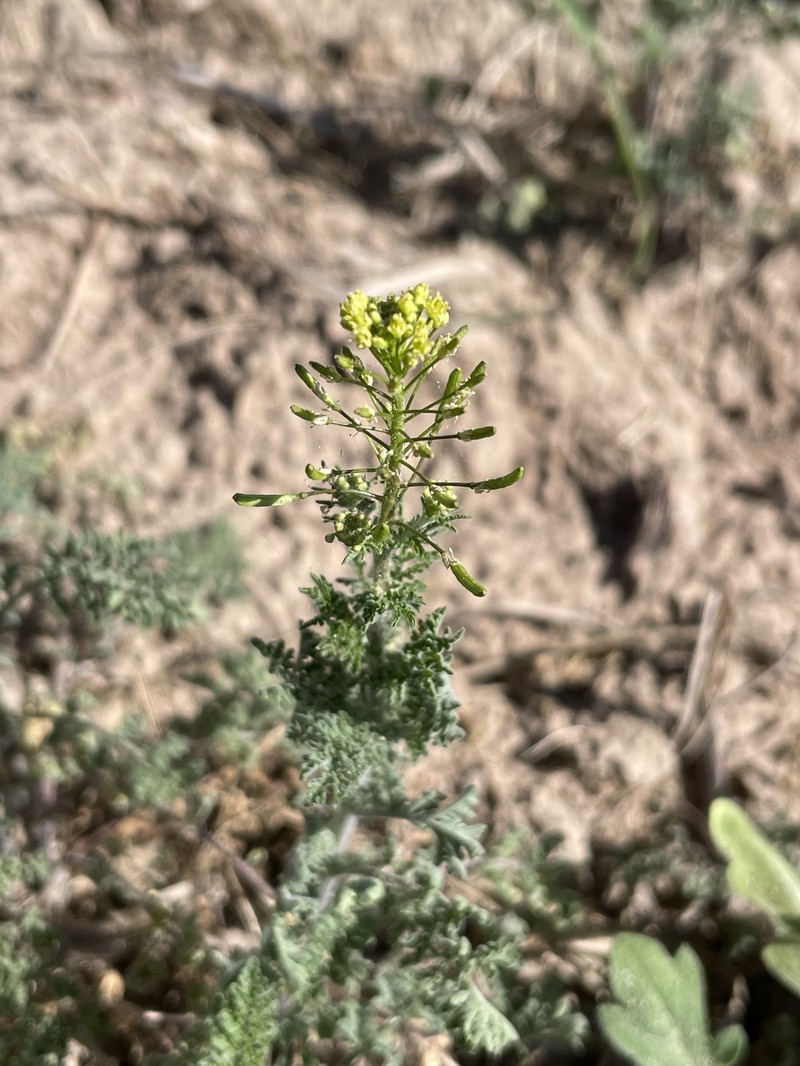 Descurainia pinnata subsp. pinnata photo 6