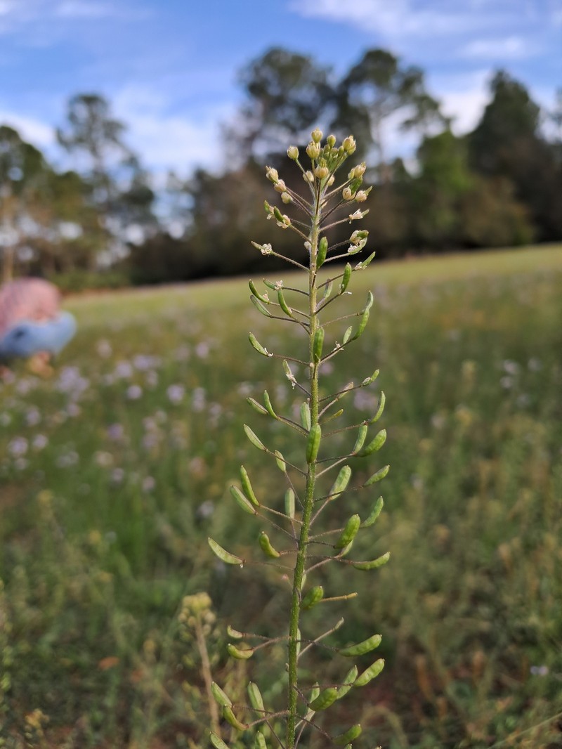 Descurainia pinnata subsp. pinnata photo 7