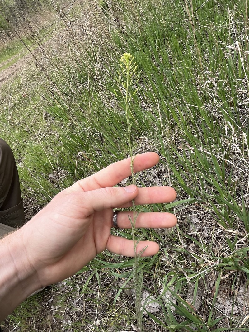 Descurainia pinnata subsp. pinnata photo 8