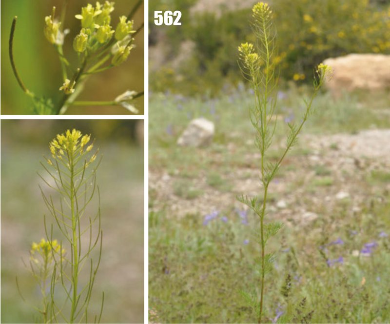 Herb Sophia photo 2