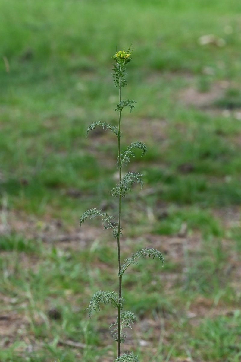 Herb Sophia photo 3