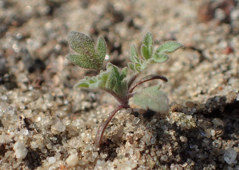 Herb Sophia photo 5