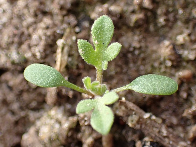 Herb Sophia photo 6
