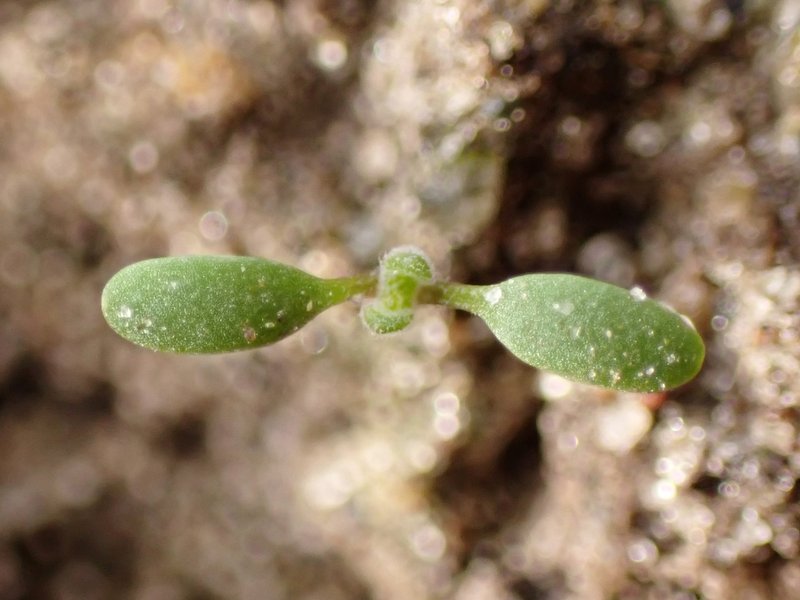 Herb Sophia photo 7