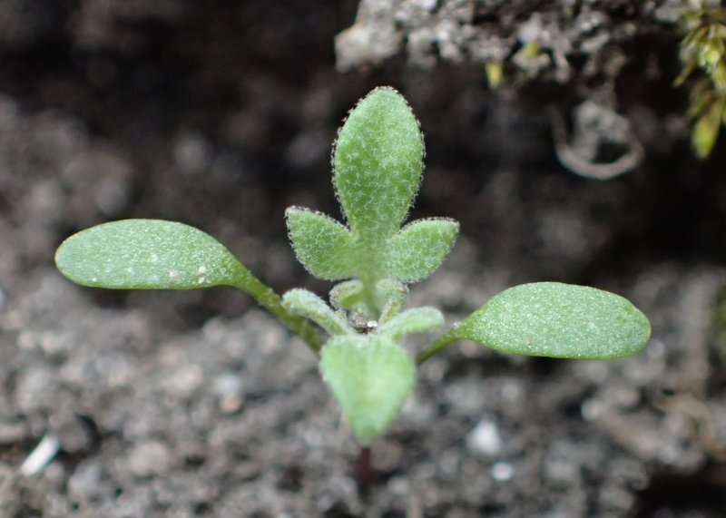 Herb Sophia photo 8