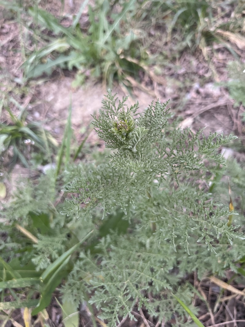 Descurainia sophia subsp. sophia