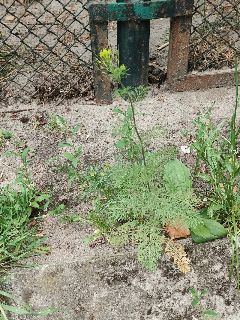 Descurainia sophia subsp. sophia photo 3