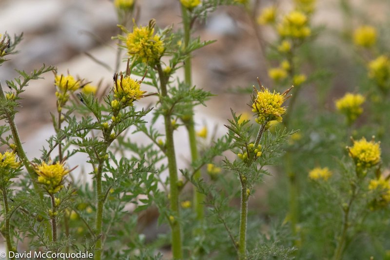 Northern Tansymustard