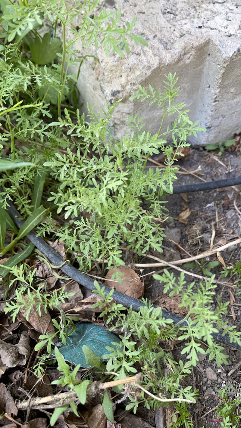 Northern Tansymustard