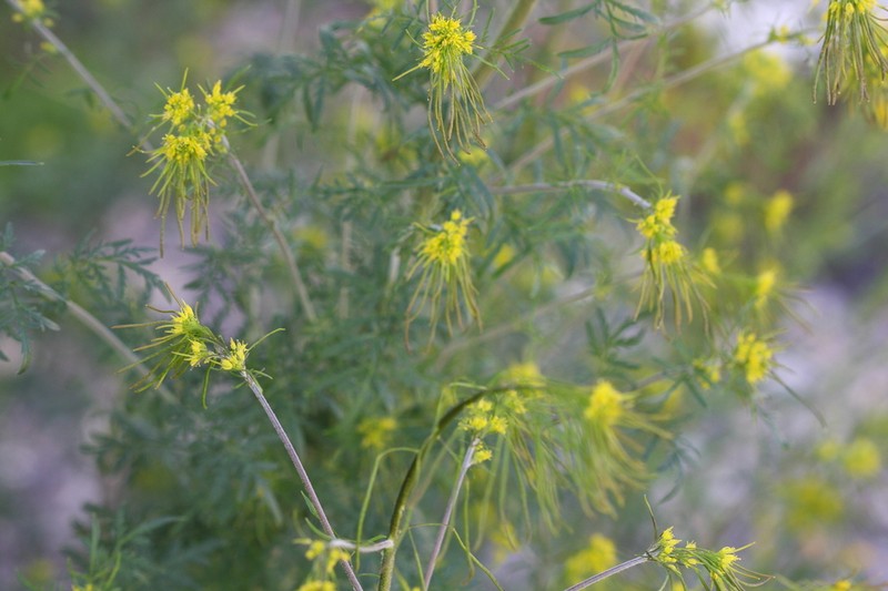 Northern Tansymustard photo 2