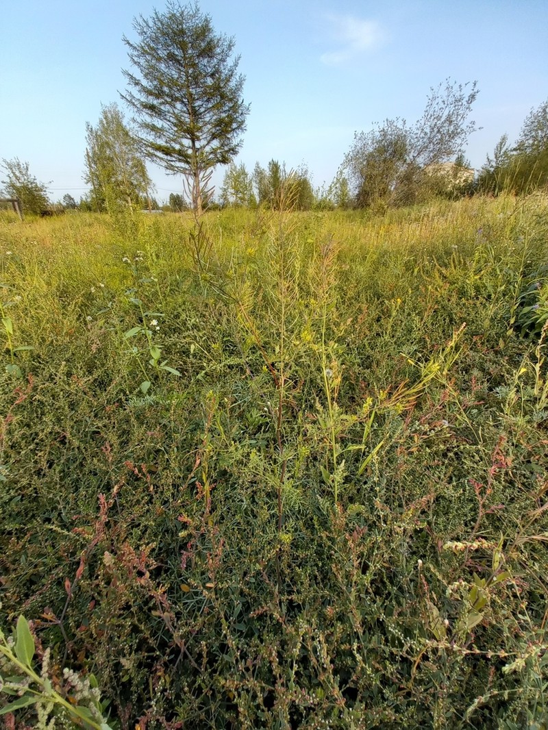 Northern Tansymustard photo 3
