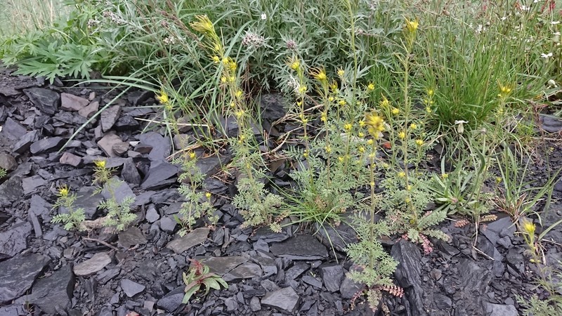 Northern Tansymustard photo 4