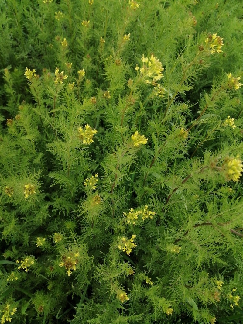 Northern Tansymustard photo 5