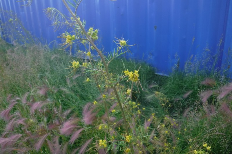 Northern Tansymustard photo 6
