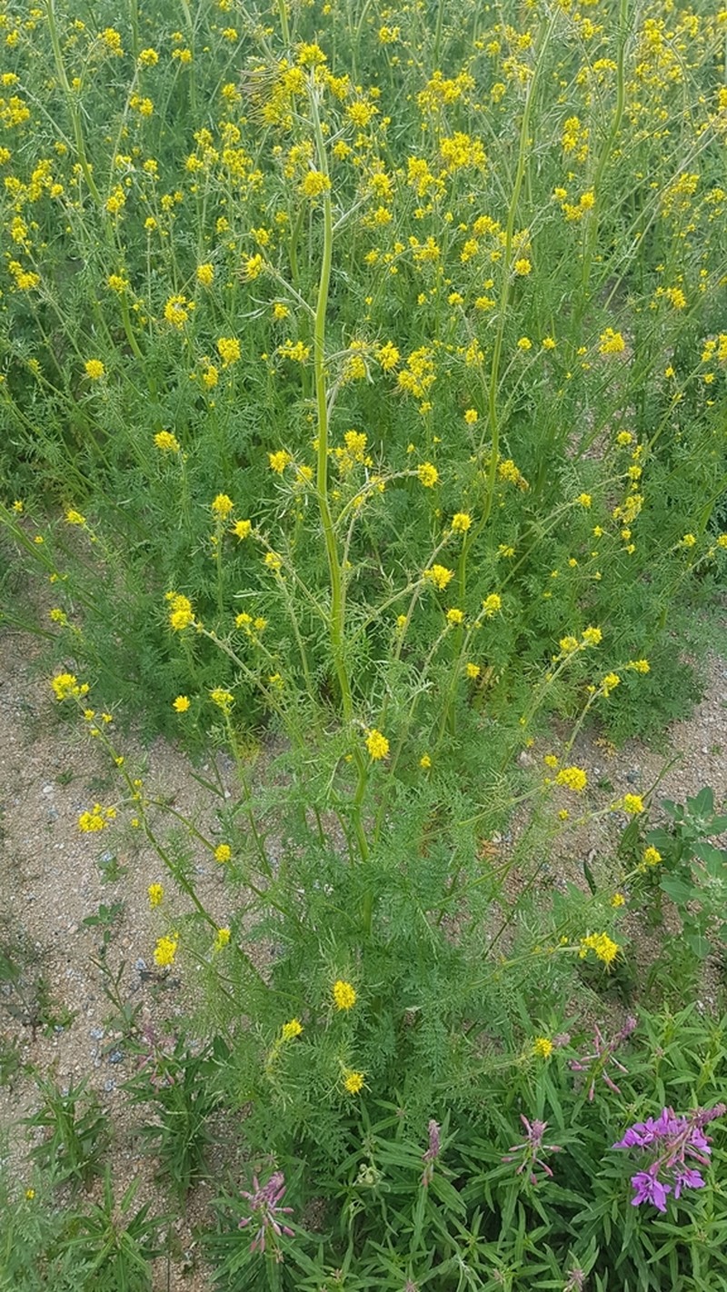 Northern Tansymustard photo 7