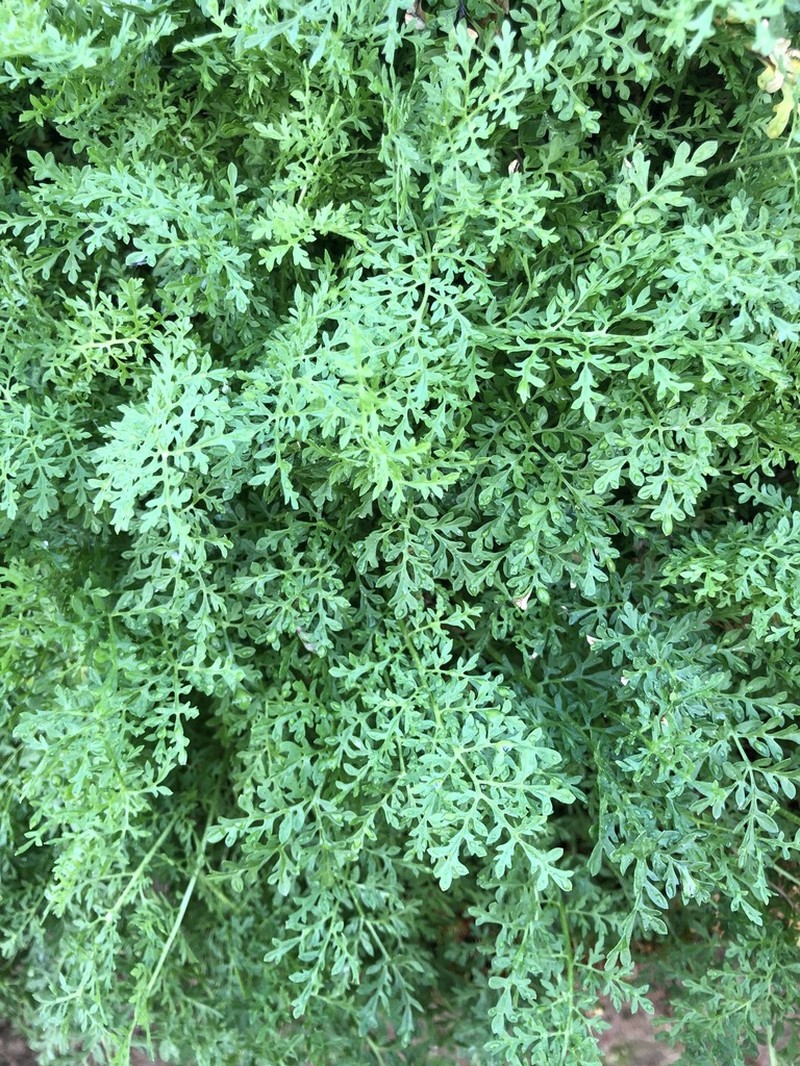 Northern Tansymustard photo 8