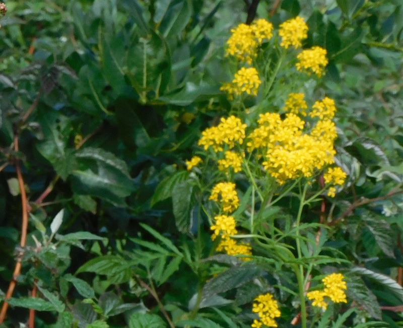 Descurainia tanacetifolia subsp. tanacetifolia