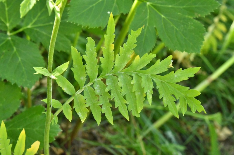 Descurainia tanacetifolia subsp. tanacetifolia photo 2