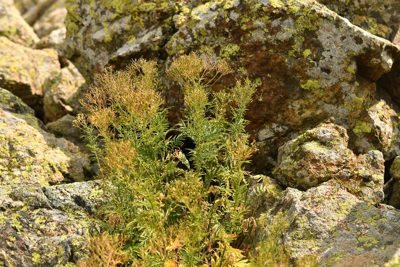 Descurainia tanacetifolia subsp. tanacetifolia photo 3
