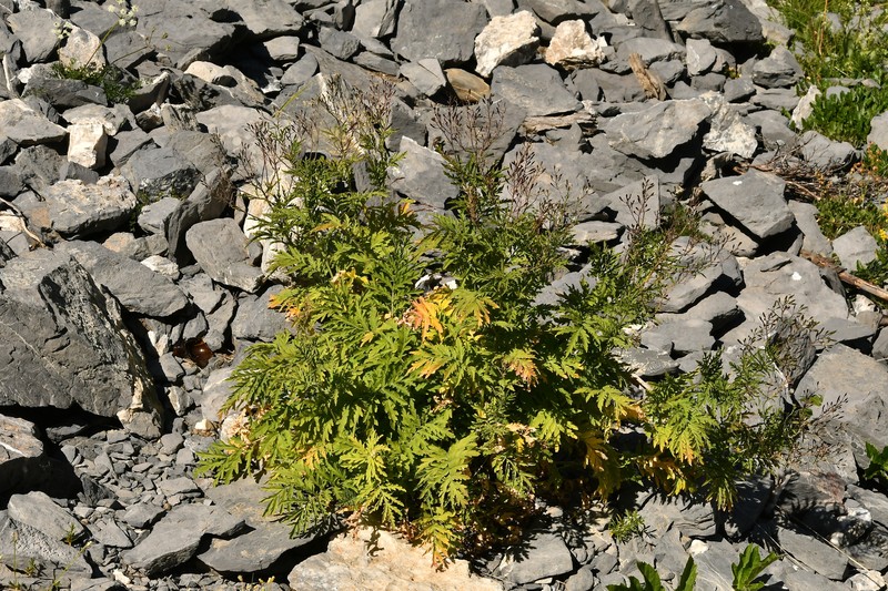 Descurainia tanacetifolia subsp. tanacetifolia photo 4