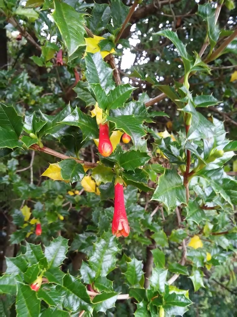 Desfontainia fulgens