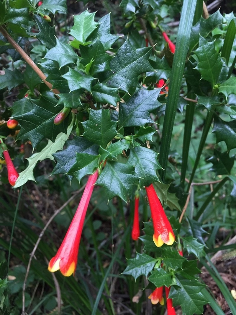Desfontainia fulgens photo 2