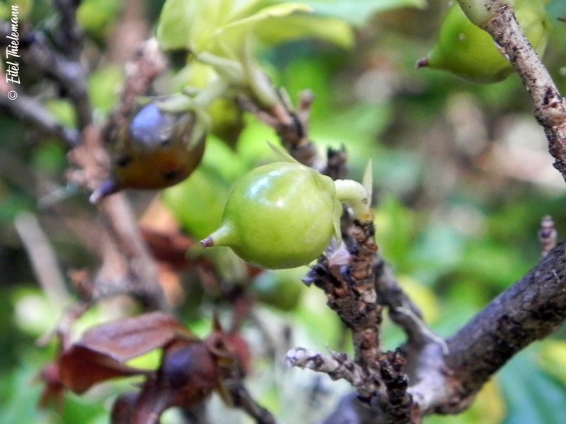 Desfontainia fulgens photo 3