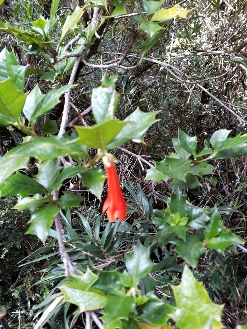 Desfontainia fulgens photo 4