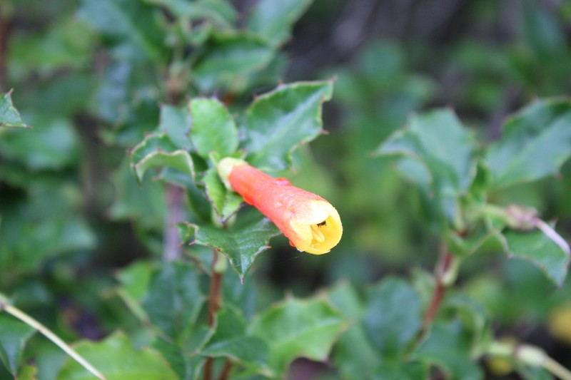 Desfontainia fulgens photo 5