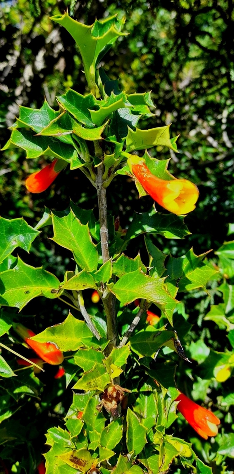 Desfontainia fulgens photo 6