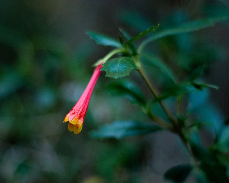Desfontainia fulgens photo 7