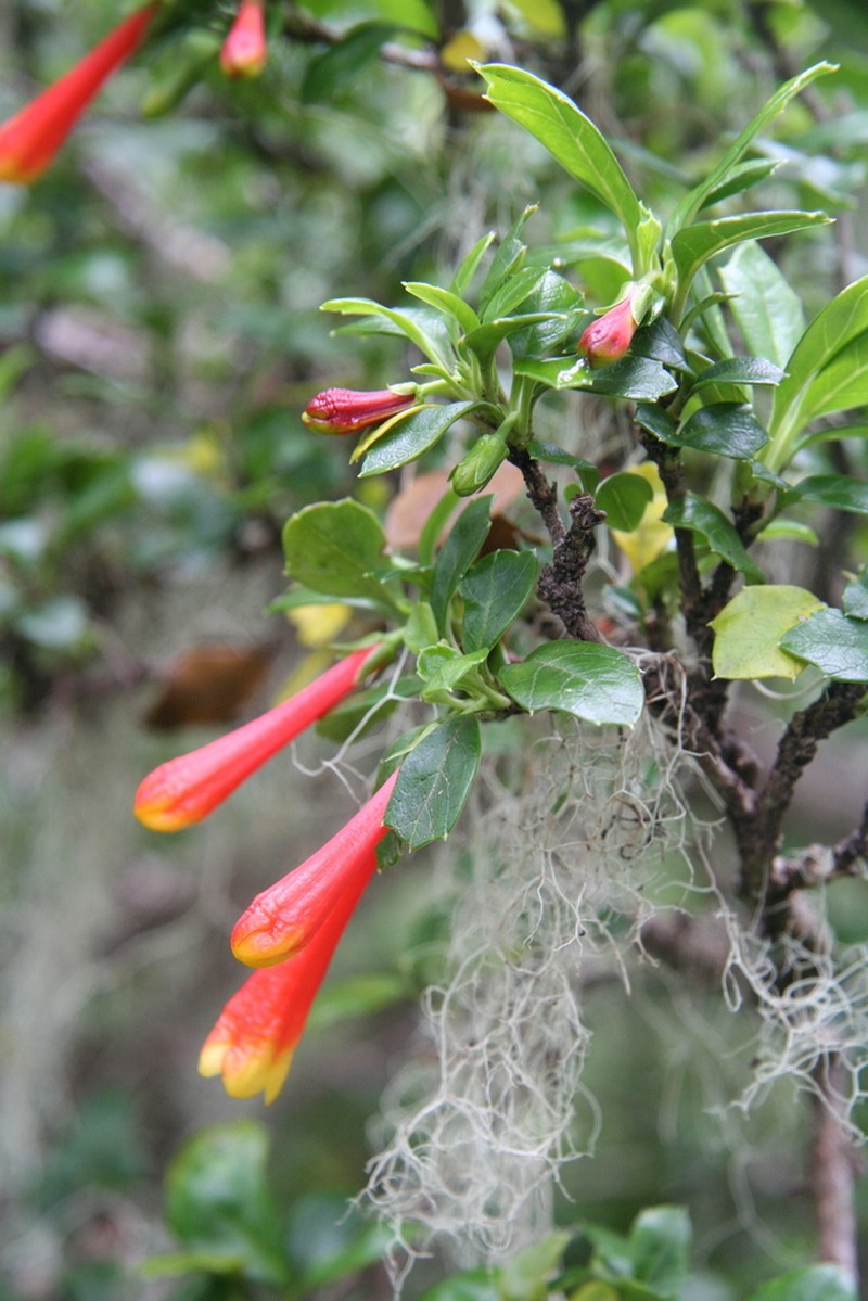 Desfontainia fulgens photo 8