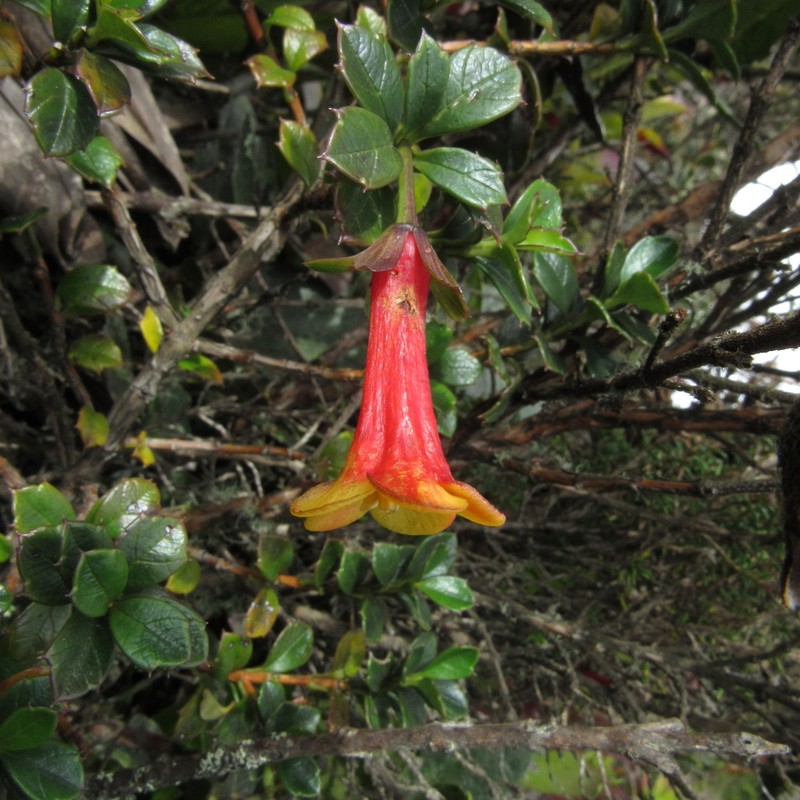 Desfontainia splendens