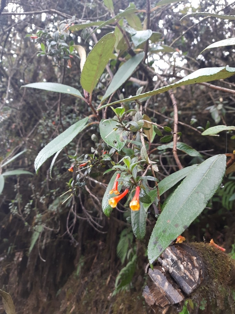 Desfontainia splendens photo 2