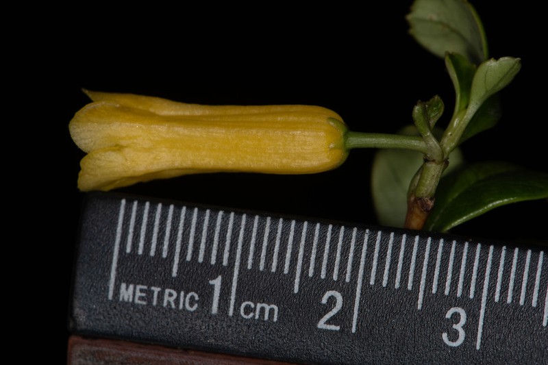 Desfontainia splendens photo 3