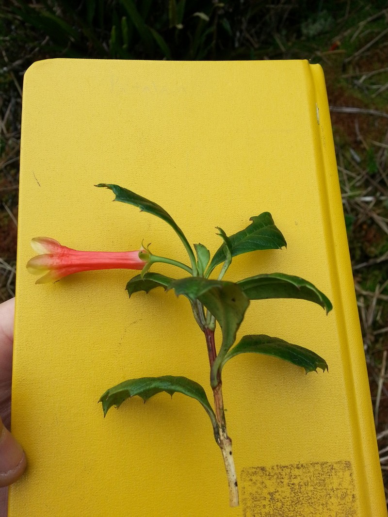Desfontainia splendens photo 4