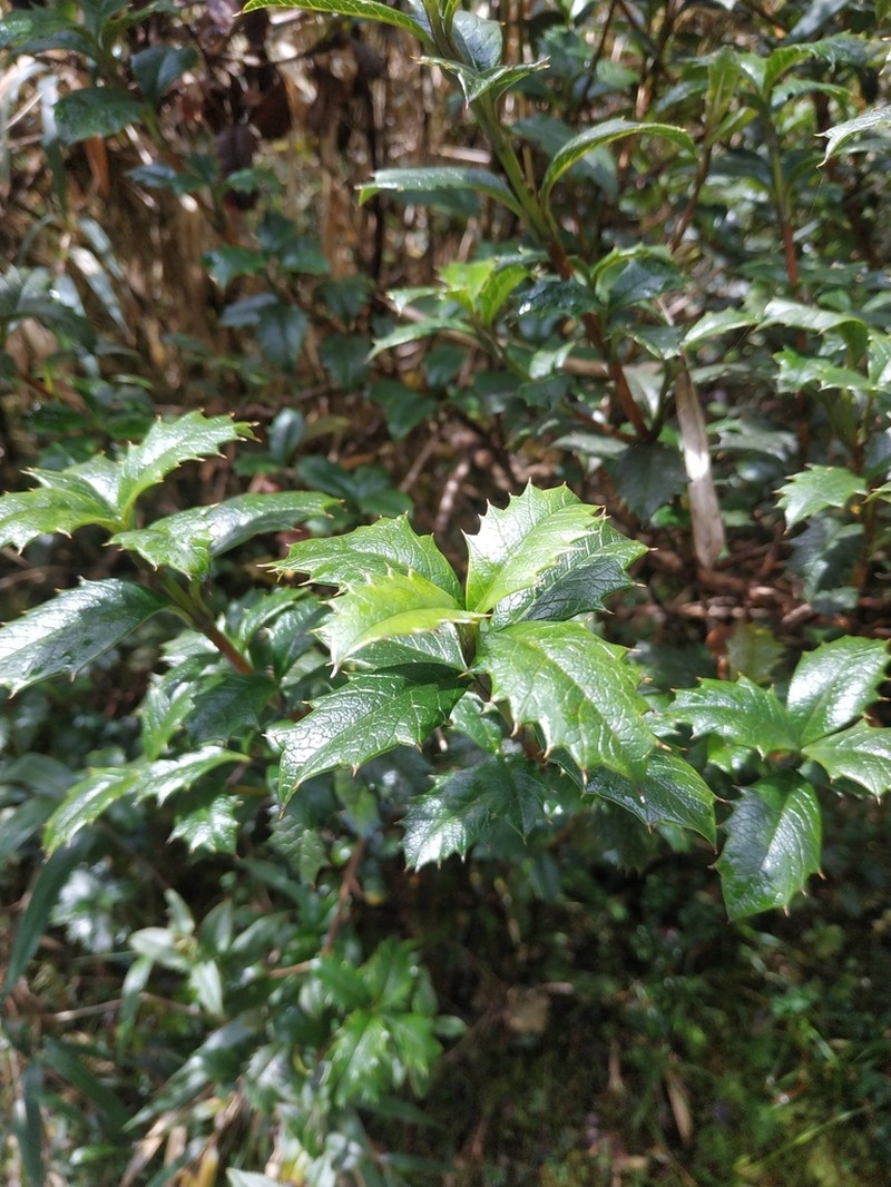 Desfontainia splendens photo 5