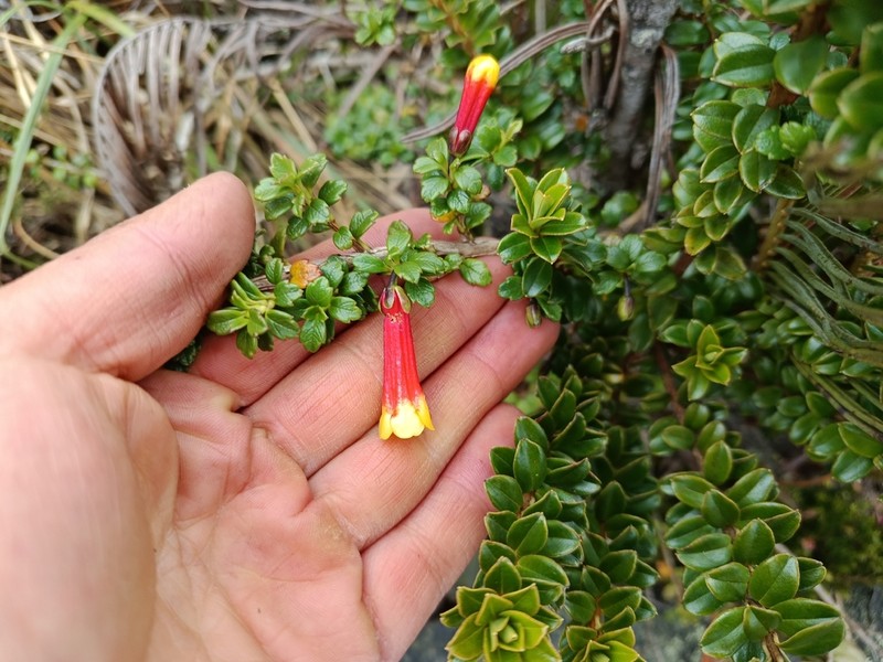 Desfontainia splendens photo 6