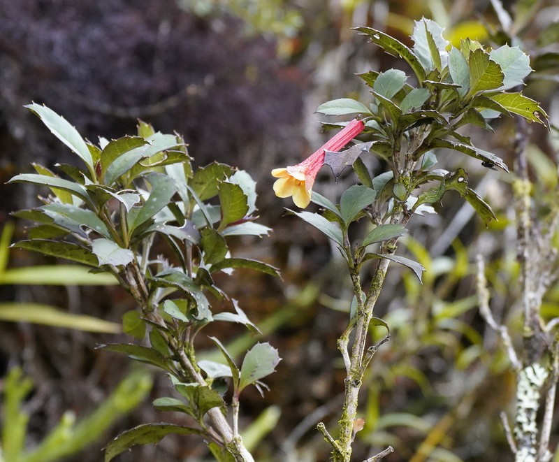 Desfontainia splendens photo 7