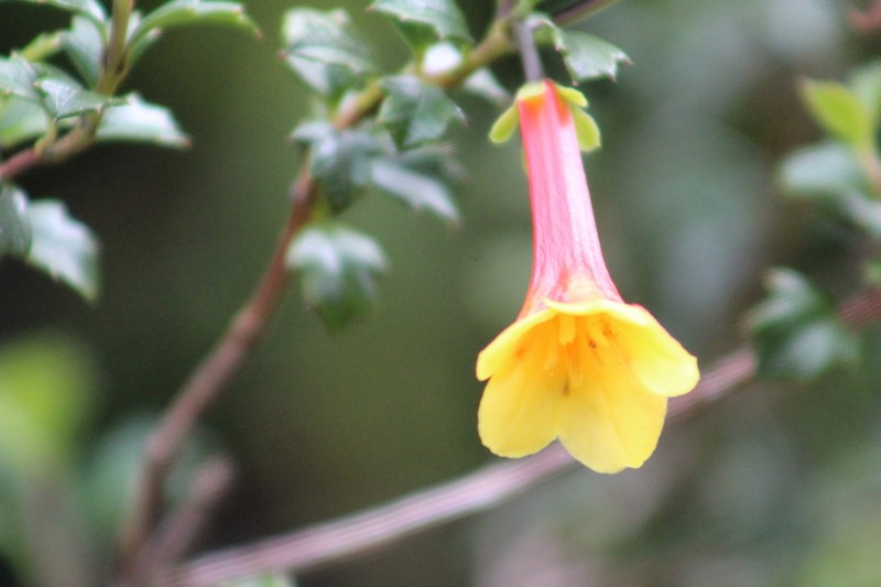 Desfontainia splendens photo 8